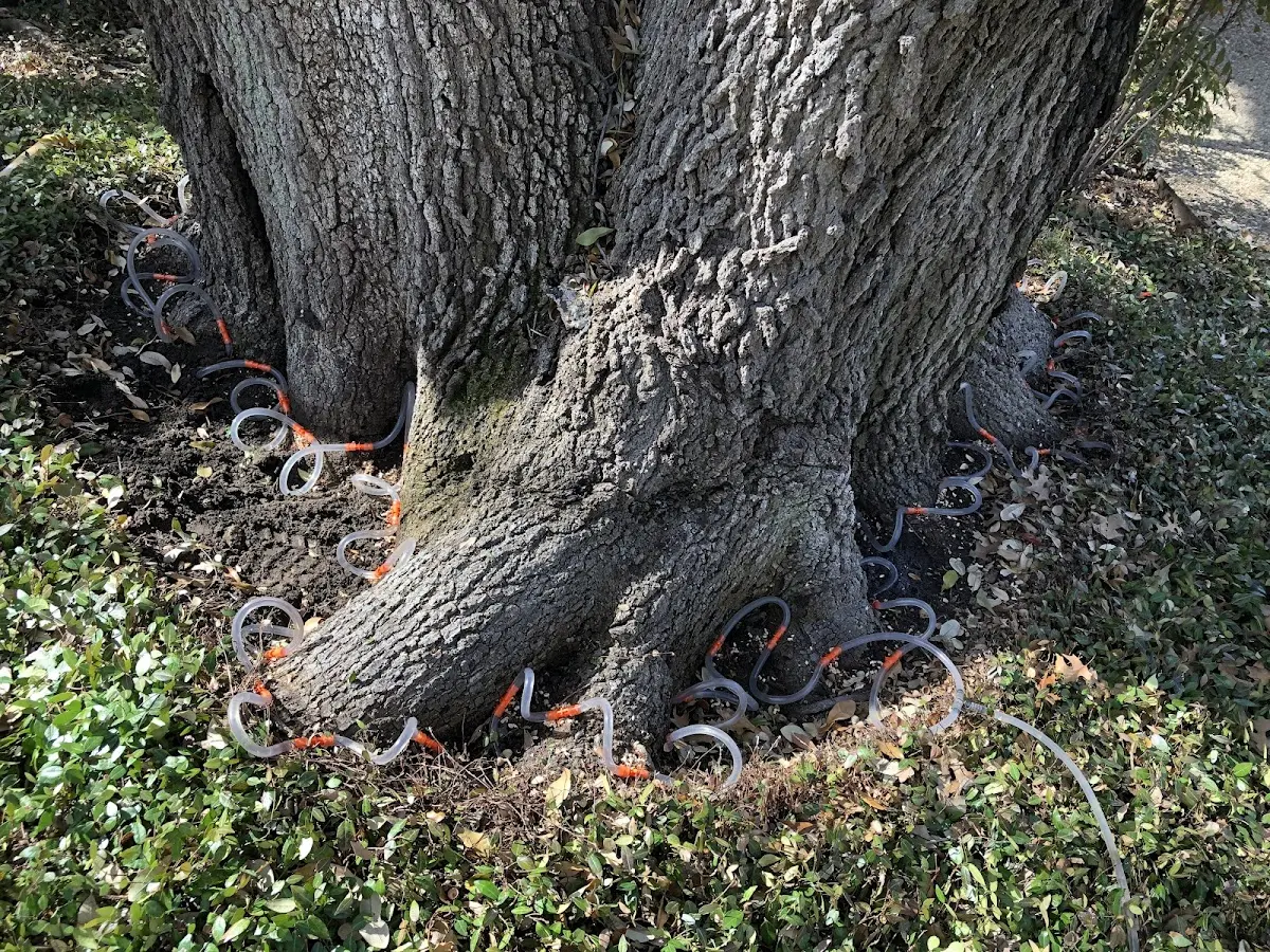 Detailed Tree Cabling and Bracing job site in Kimberly