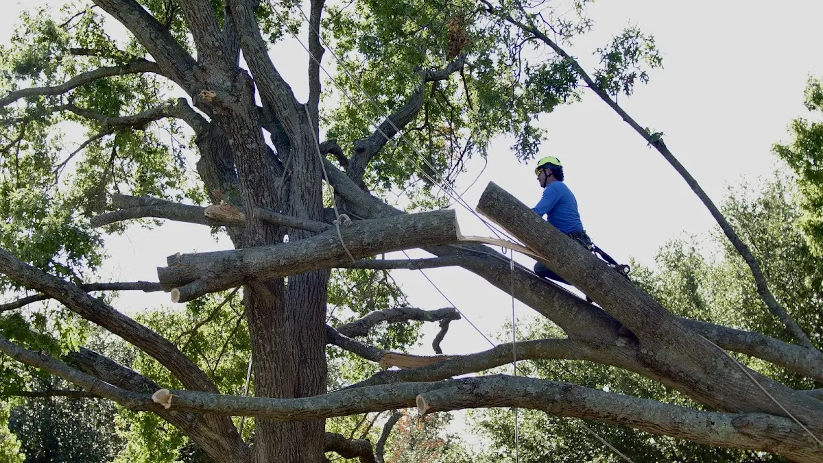 Professional Hazardous Tree Removal performed by certified arborists in Kimberly